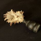 Hexaplex Cichoreum shell on turned wooden base, old cabinet of curiosities on foot