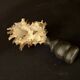 Hexaplex Cichoreum shell on turned wooden base, old cabinet of curiosities on foot