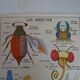 School poster on both sides anatomy invertebrates and insects . MDI.1964