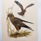 Planche ancienne oiseaux Années 1960 - Busard des Roseaux - image animale