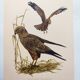 Old bird board 1960s - Marsh Harrier - animal image