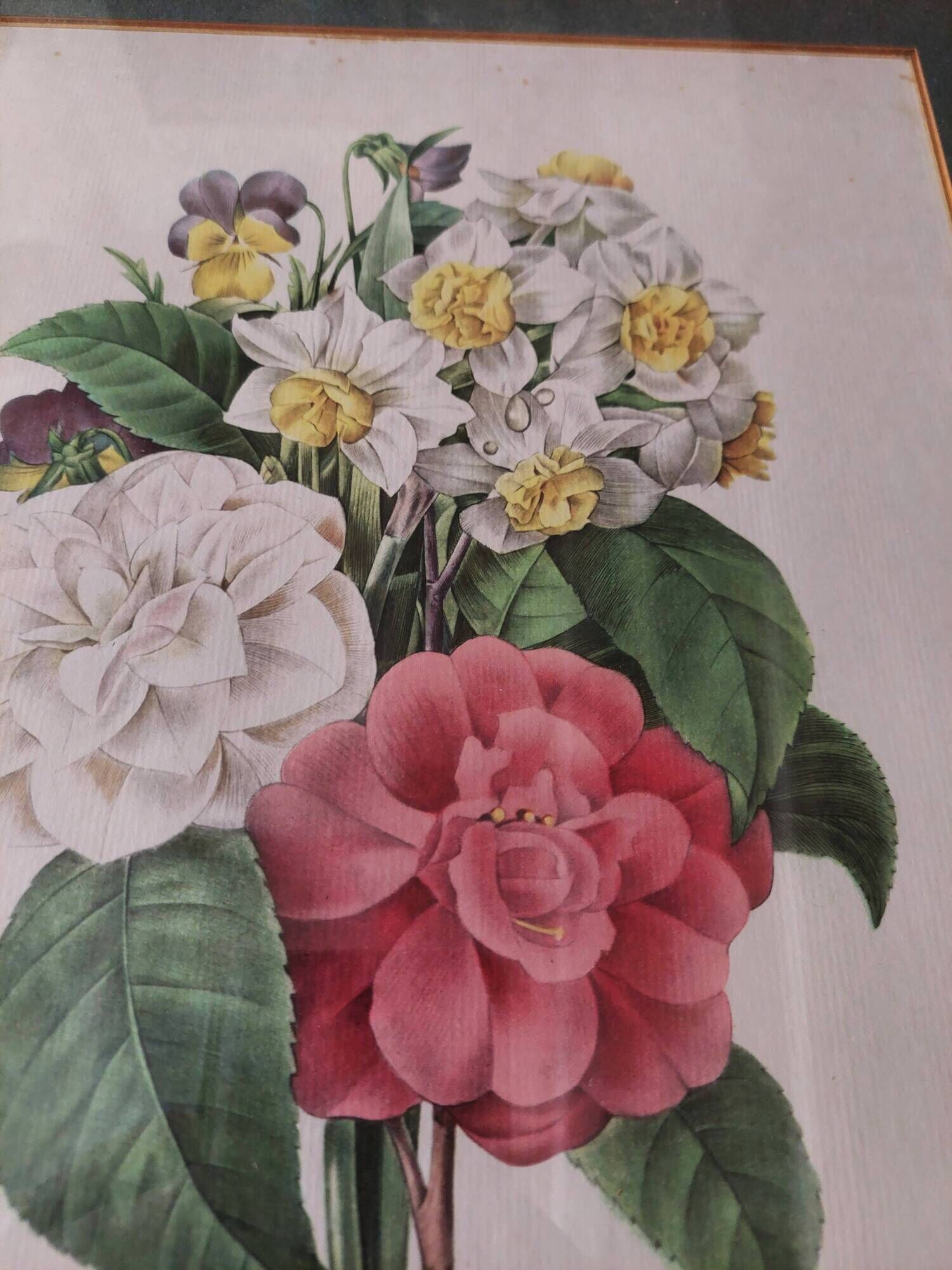 Engraving after Pierre Joseph Redouté engraved by Victor bouquet camellias