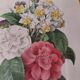 Engraving after Pierre Joseph Redouté engraved by Victor bouquet camellias