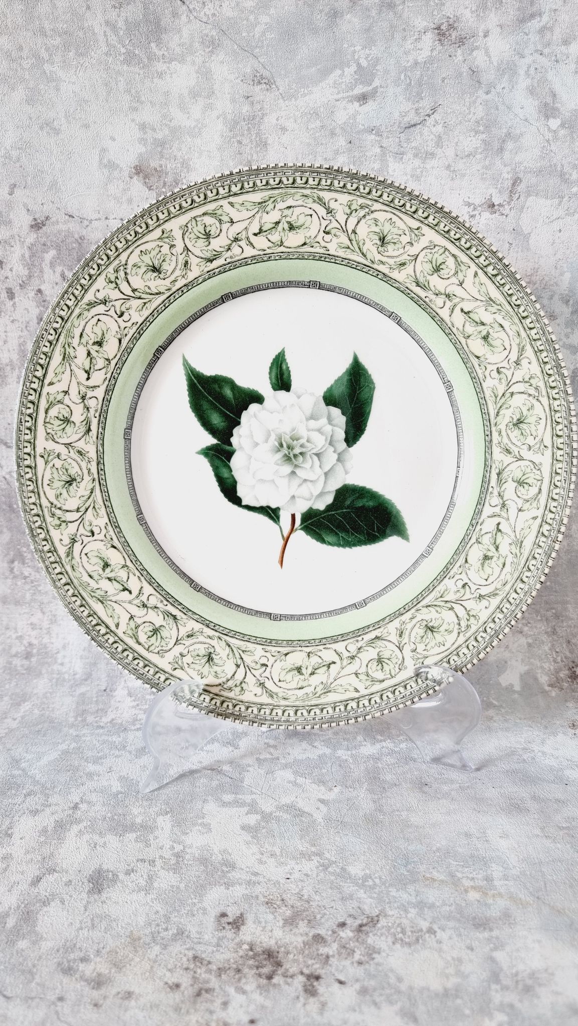 Vintage plate from the royal horticultural society applebee collection of england