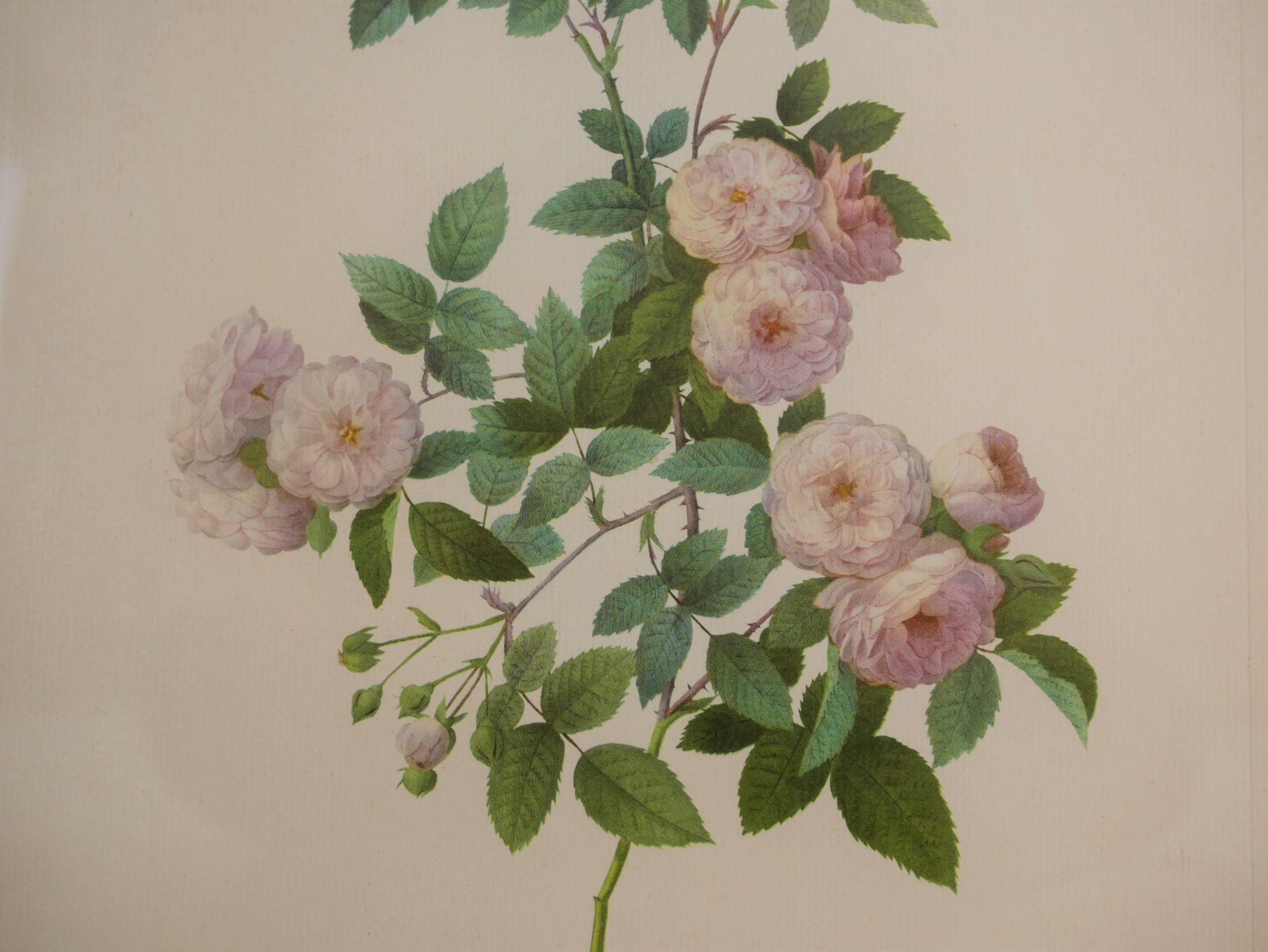 Vintage botanical poster "Rosa Multiflora Carnea" by P.J.Redouté