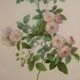 Vintage botanical poster "Rosa Multiflora Carnea" by P.J.Redouté