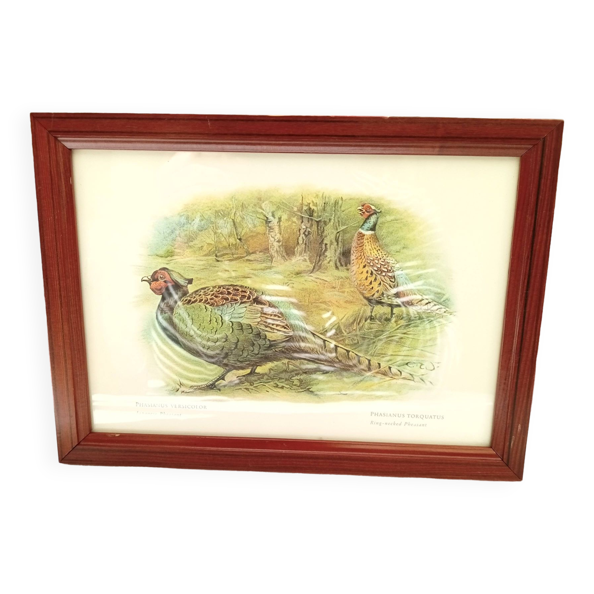 Pheasant painting