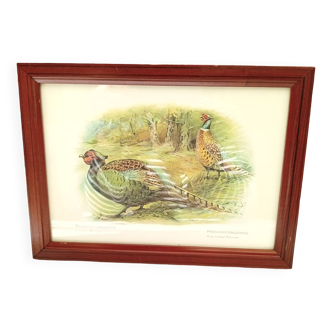 Pheasant painting