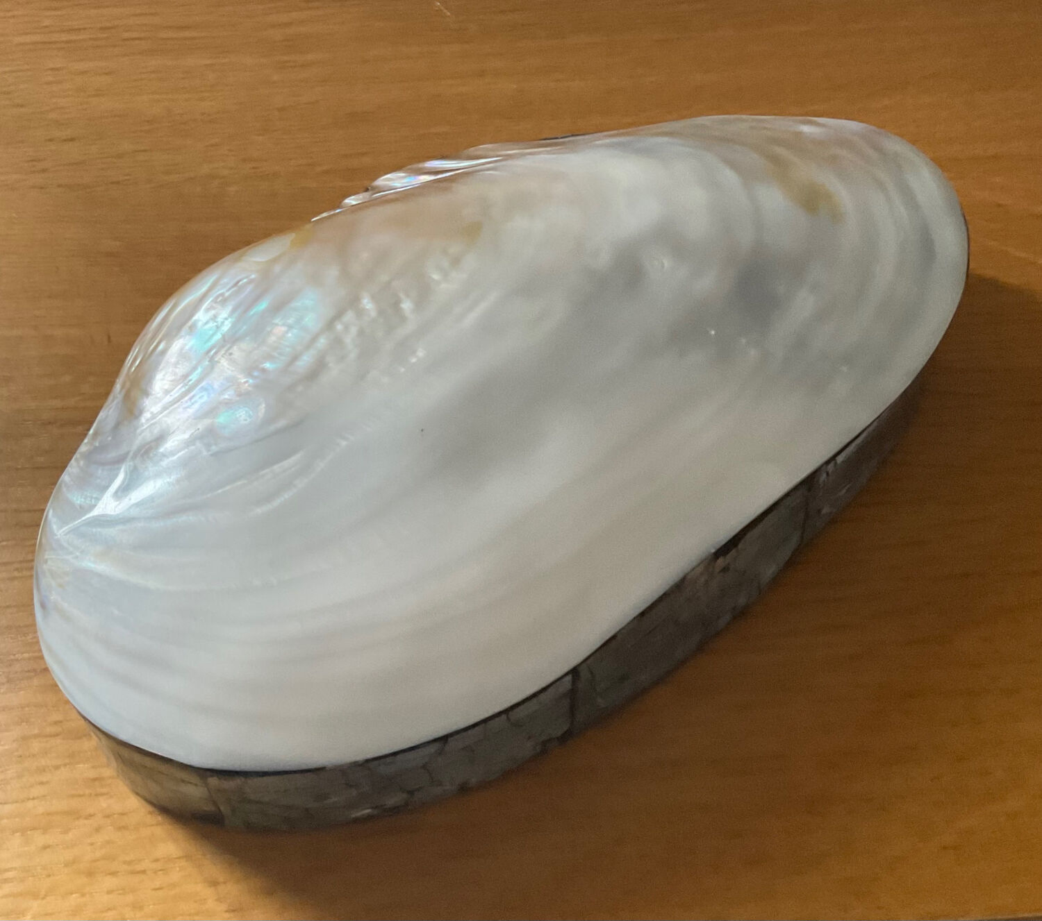 Empty pocket vintage shell mother-of-pearl 70s