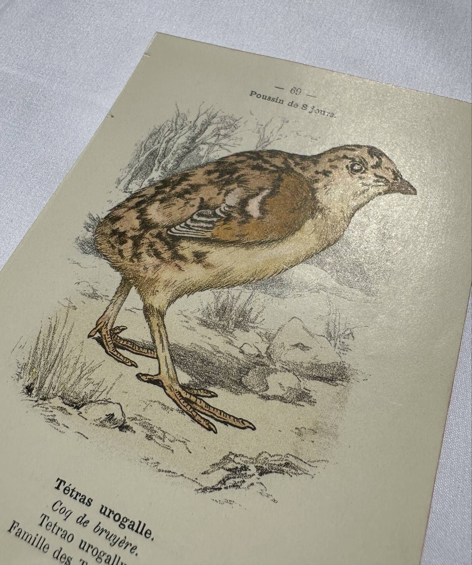 🐦 Botanical Plate Engraving of Birds Naturalist 19th Century Double-sided A