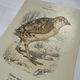 🐦 Botanical Plate Engraving of Birds Naturalist 19th Century Double-sided A