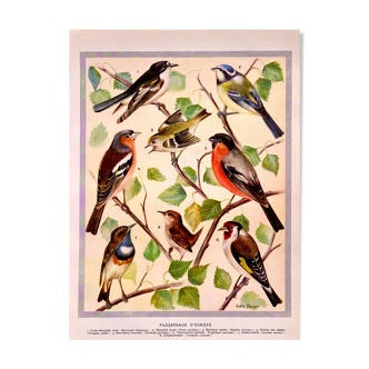 Lithograph Plate of European passerines 1950