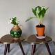 Pair of mini-seeded tripods 50s plant holder