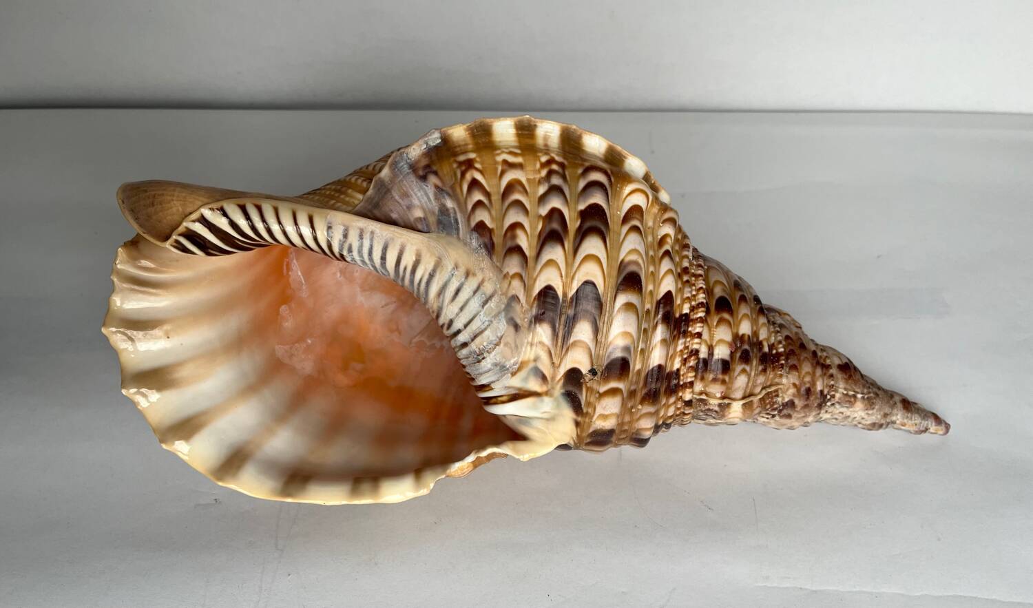 Charonia tritonis shell