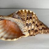 Charonia tritonis shell