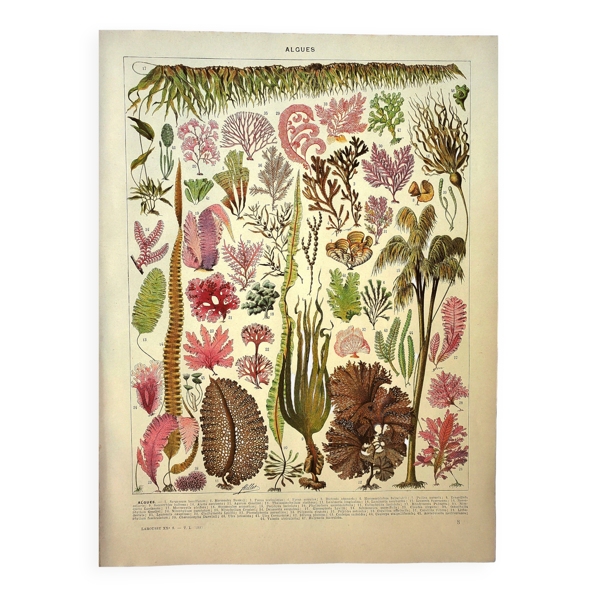 Botanical engraving 1928 A. Millot - Algae, marine plant, flora