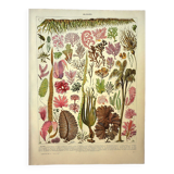Botanical engraving 1928 A. Millot - Algae, marine plant, flora