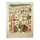 Gravure botanique 1928 A. Millot - Algues, plante marine, flore