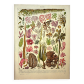 Gravure botanique 1928 A. Millot - Algues, plante marine, flore