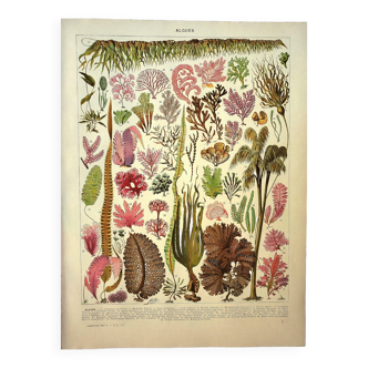 Botanical engraving 1928 A. Millot - Algae, marine plant, flora