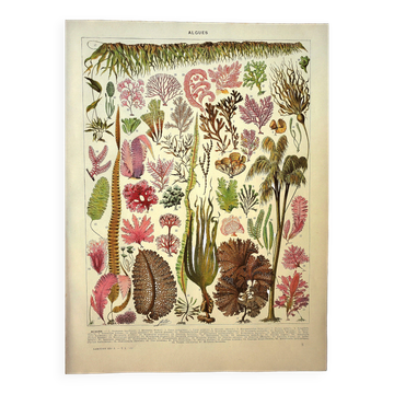 Gravure botanique 1928 A. Millot - Algues, plante marine, flore