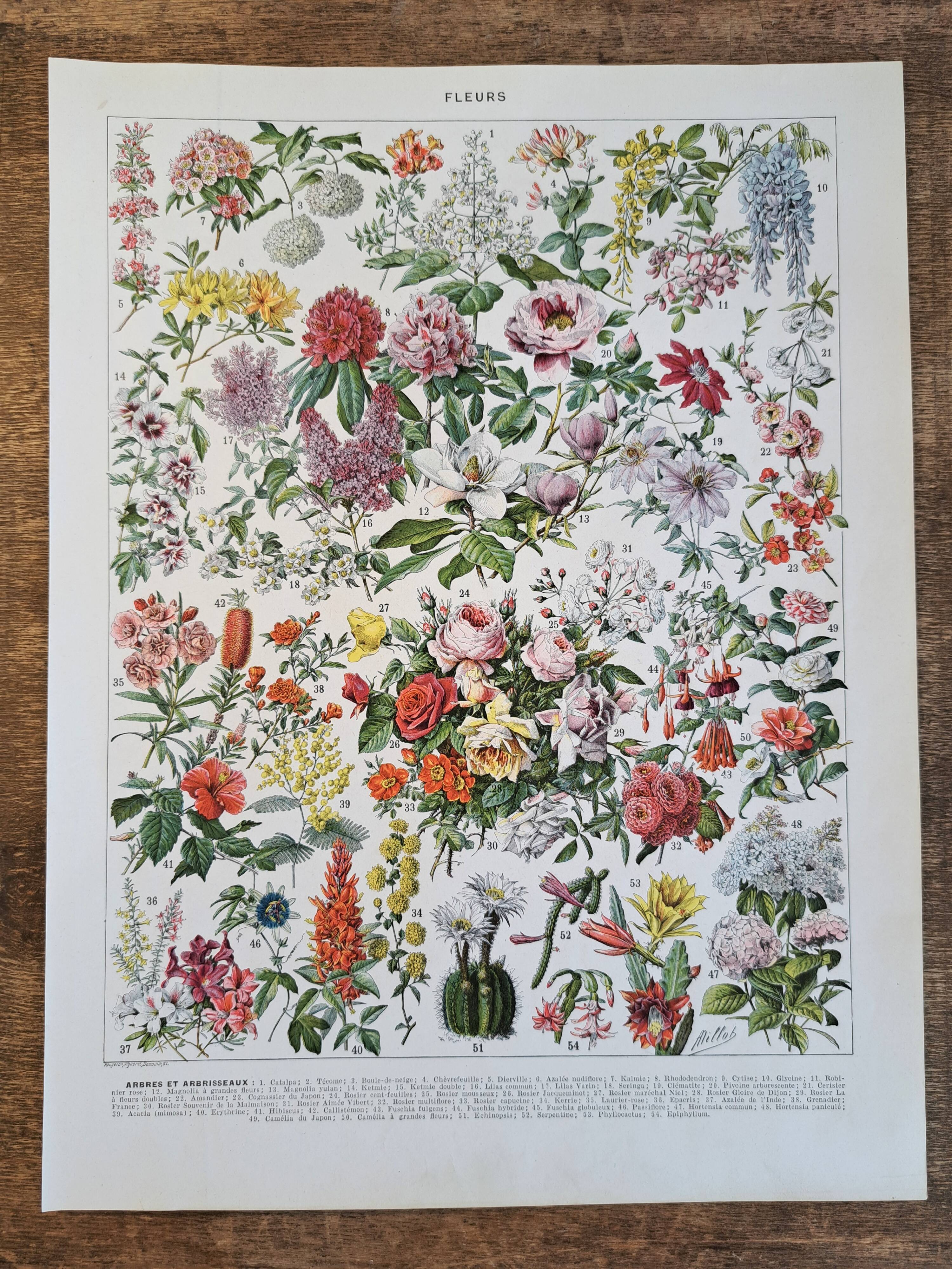 Ancienne planche botanique « Fleurs – Arbres et arbisseaux » – 1930