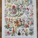 Ancienne planche botanique « Fleurs – Arbres et arbisseaux » – 1930
