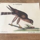 Ornithological board