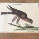 Planche ornithologique