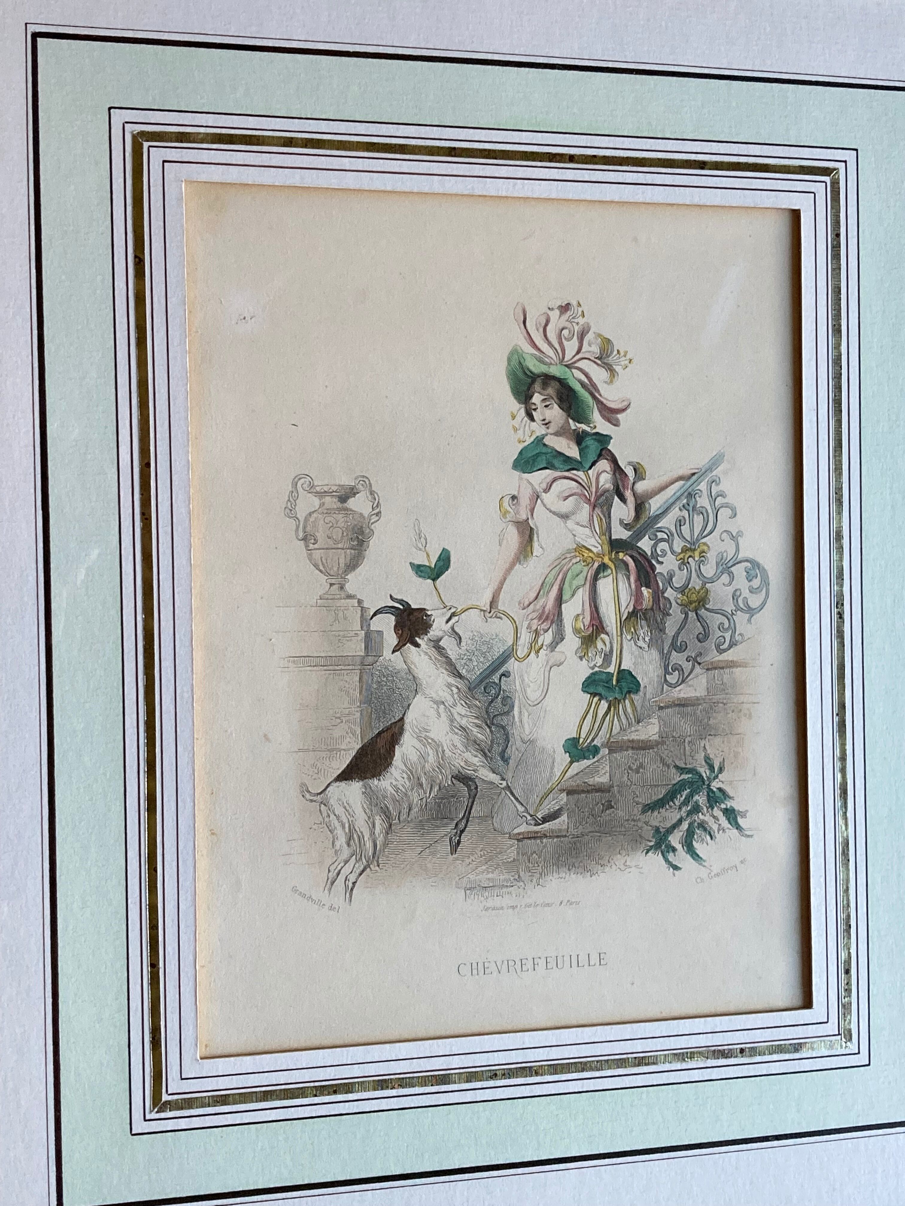 Framed engravings "animated flowers" - JJ Grandville