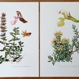 Duo of botanical plates