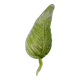 Barovier & Toso leaf-shaped wall sconce, green Murano glass, Italy, 1960s