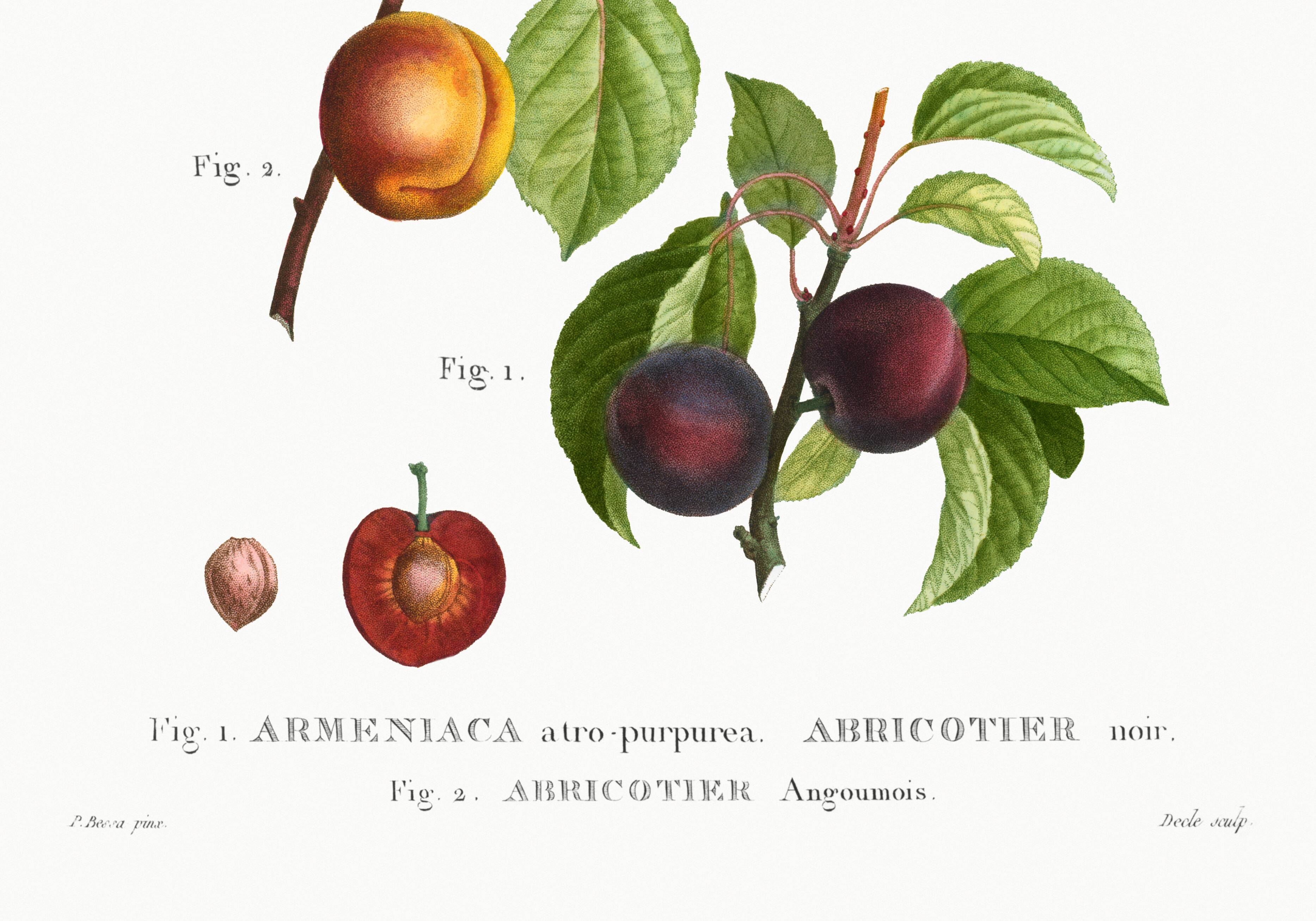 Botanical poster on apricot tree, based on an old engraving from 1802.