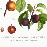 Botanical poster on apricot tree, based on an old engraving from 1802.