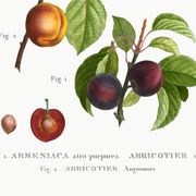 Botanical poster on apricot tree, based on an old engraving from 1802.