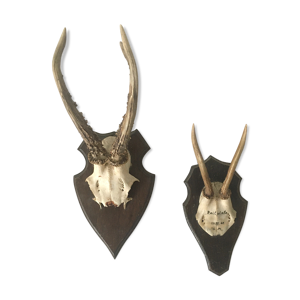 Lot de trophées de cornes sur