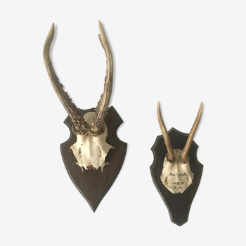 Lot of horn trophies on wooden support