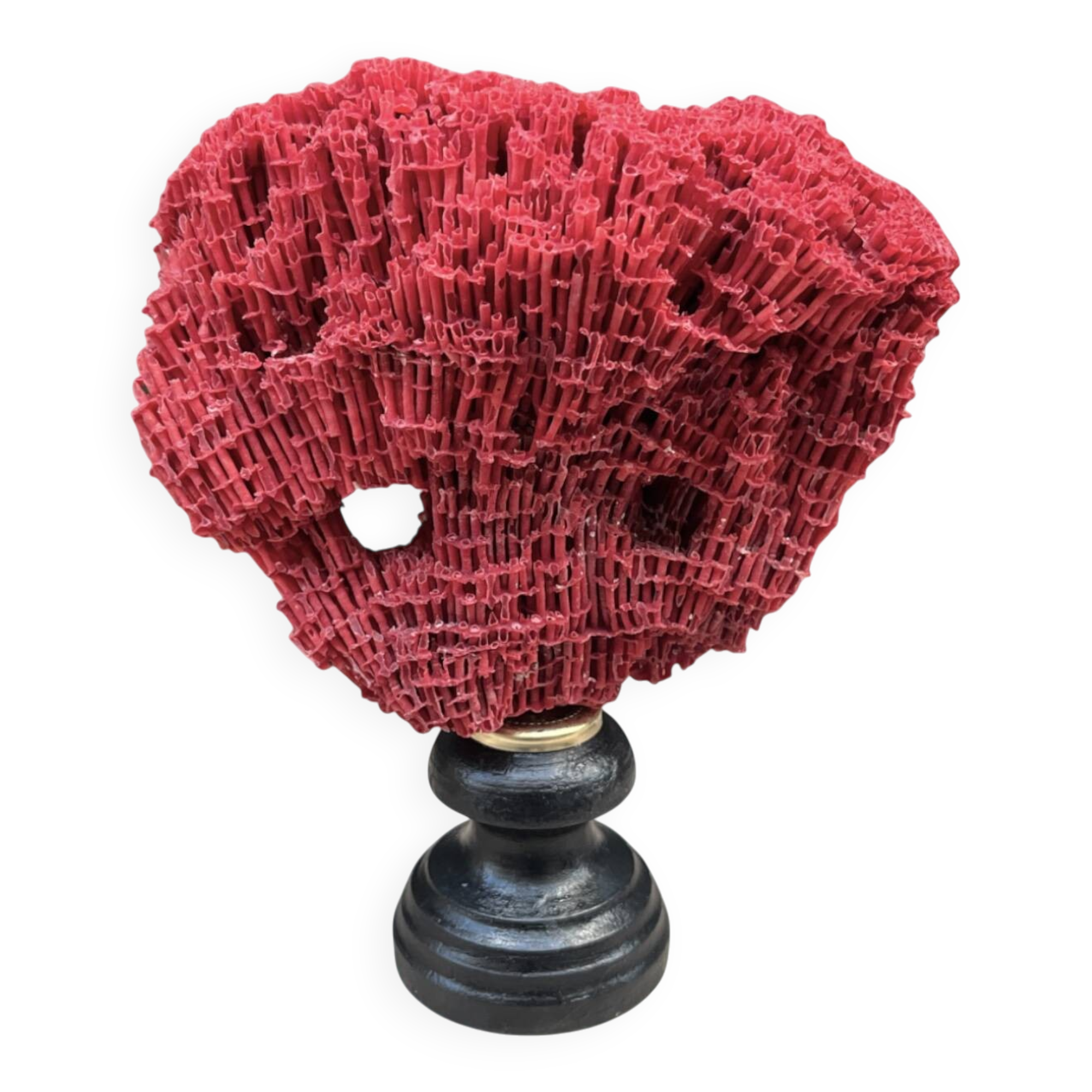 Antique red coral organ Tubipora musica on a wooden base, late 19th century