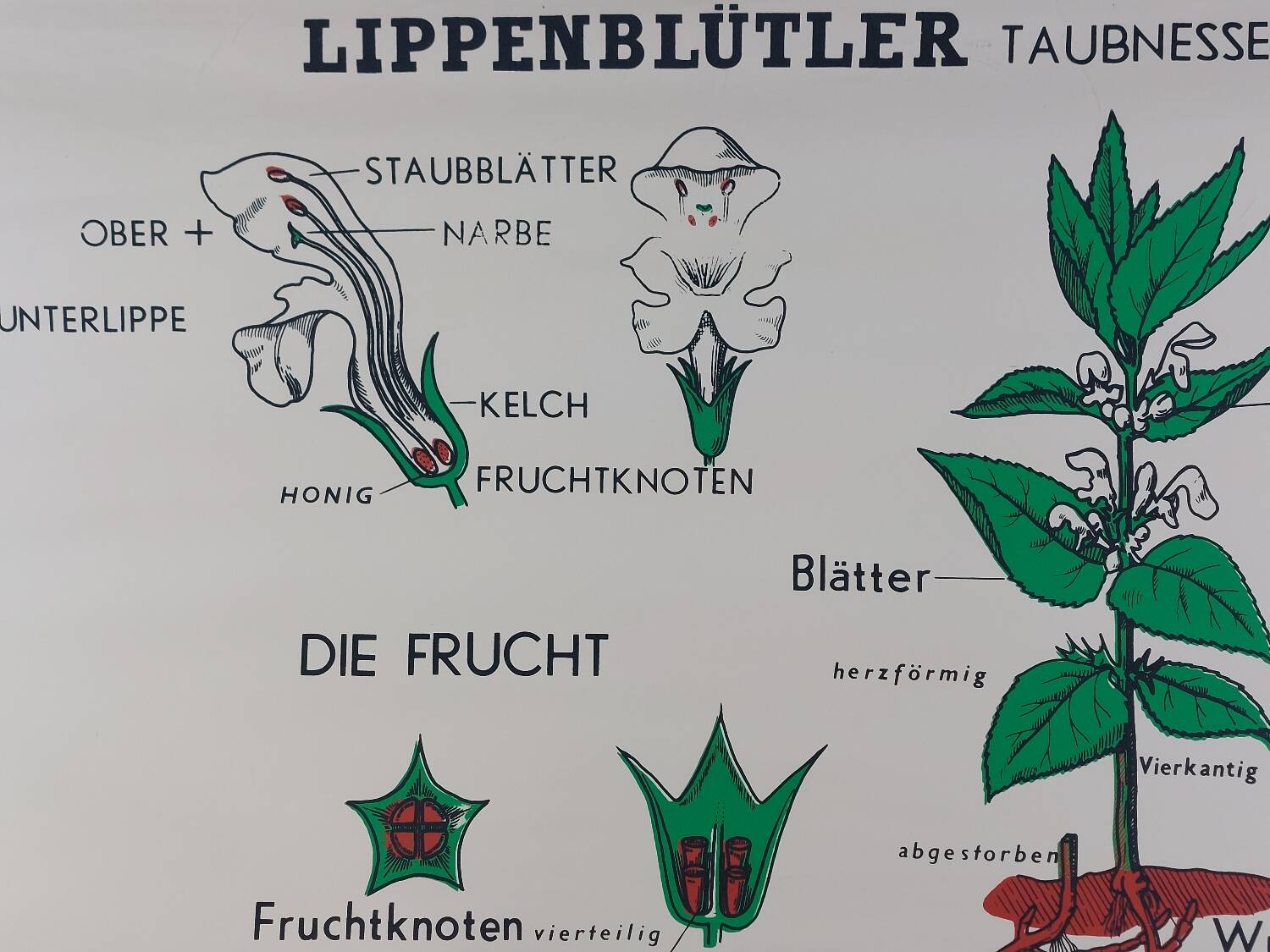 Affiche murale éducative vintage à rouleau sur la biologie des plantes