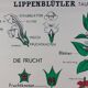 Affiche murale éducative vintage à rouleau sur la biologie des plantes
