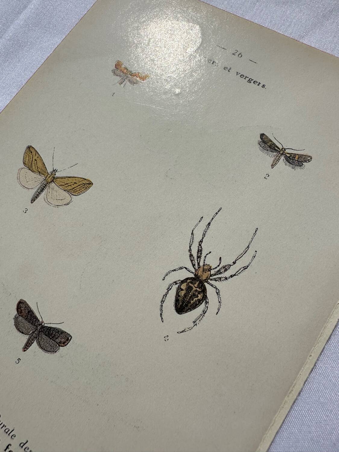 Botanical plate Naturalist engraving old butterfly double-sided