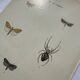 Botanical plate Naturalist engraving old butterfly double-sided
