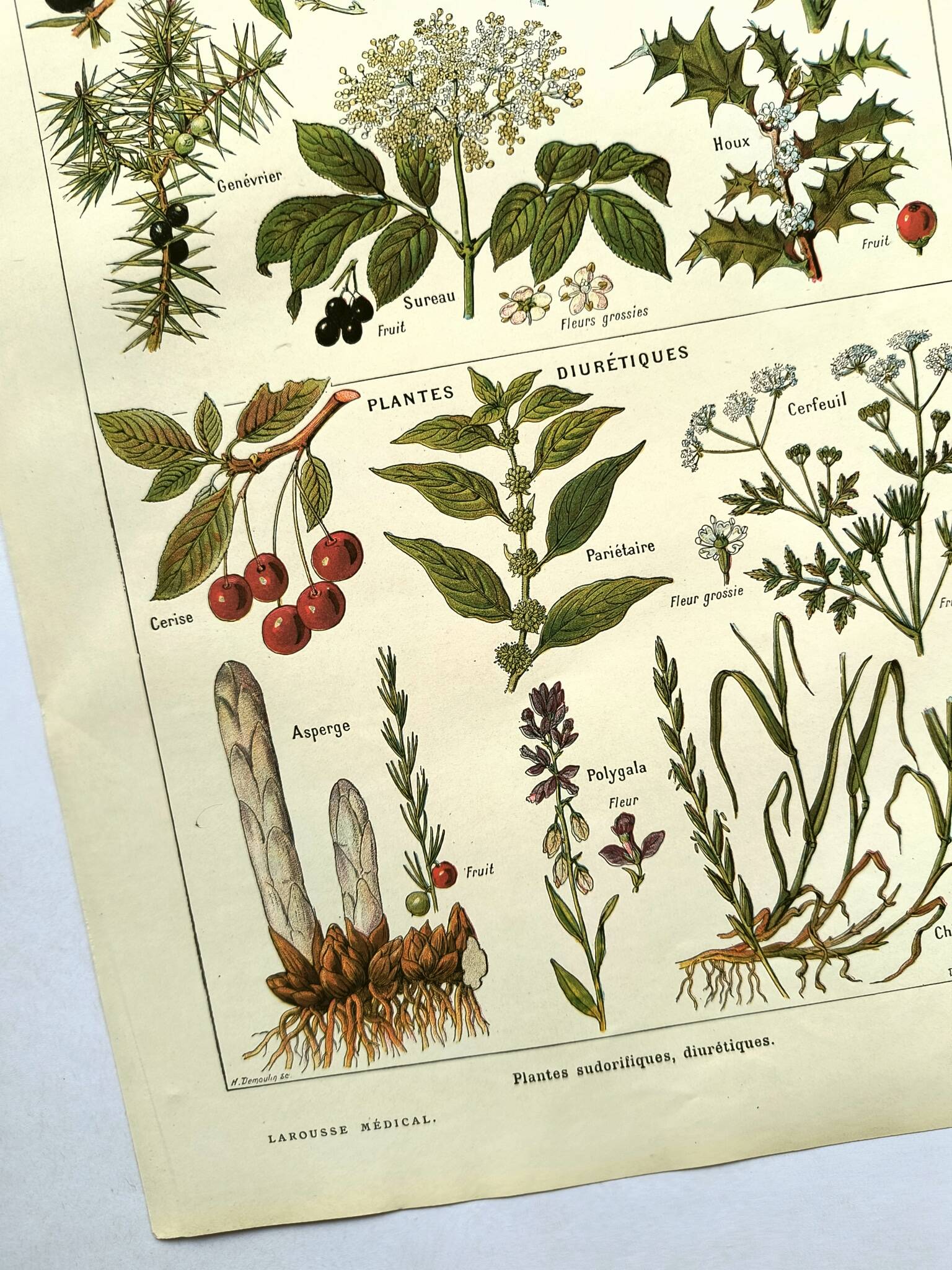 Vintage engraving from 1925 • Sudorific medicinal plants by M. Desse