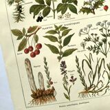 Vintage engraving from 1925 • Sudorific medicinal plants by M. Desse