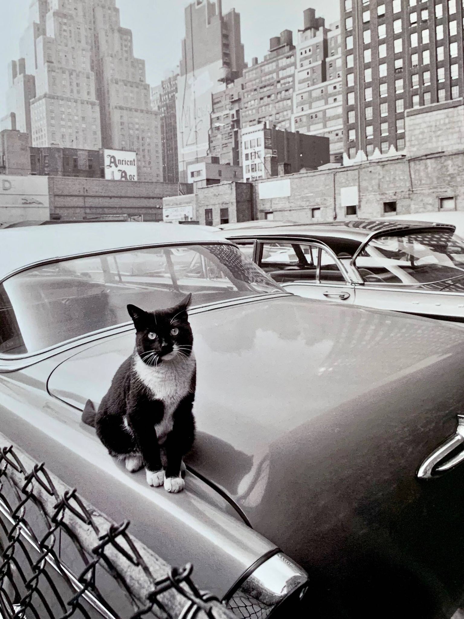 Fine Art Photography by Angelo Rizzuto “Cat on a Car” – New York, 1958