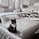 Fine Art Photography by Angelo Rizzuto “Cat on a Car” – New York, 1958