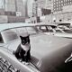 Fine Art Photography by Angelo Rizzuto “Cat on a Car” – New York, 1958