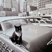 Fine Art Photography by Angelo Rizzuto “Cat on a Car” – New York, 1958