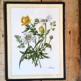 Set of three illustrations of vintage flowers under glass, 1960/1970s