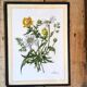 Set of three illustrations of vintage flowers under glass, 1960/1970s